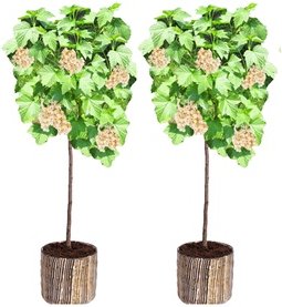 2er-Set weiße Johannisbeerpflanzen Witte Parel