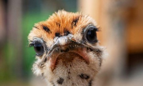 Offene Führung auf der Straußenfarm für 2 Erwachsene und 2 Kinder bis 12 Jahre