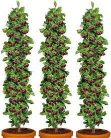 3x XXL-Kirschbaum „Kordia