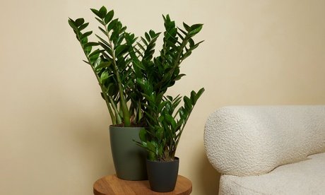 Zamioculcas: 1 / 50-60 cm 17-cm-Anzuchttopf