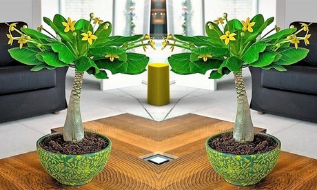 Vulkanpalme (Brighamia insignis): 1x