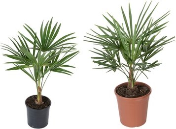 Chinesische Hanfpalme: 1 / Groß