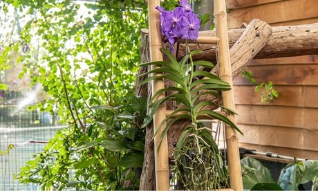 Orchidee: Vanda Velvet Blackberry