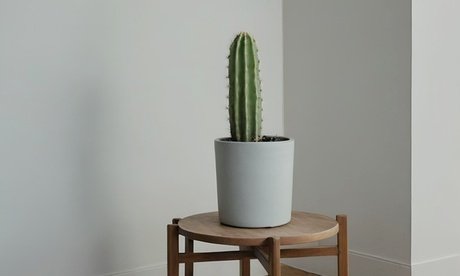 Wolfsmilch: 2 / 40-50 cm inkl. 18-cm-Anzuchttopf