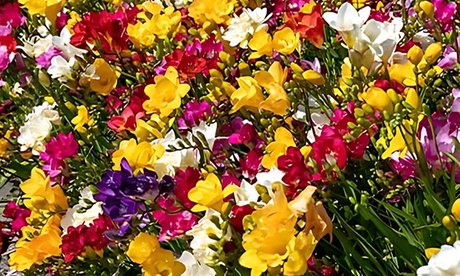 40x Freesien Blumenzwiebeln