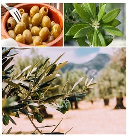 Olivenbäume: 2er-Set M-Olivenbäume (50 - 70 cm)