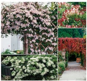 8er-Set gemischte Kletterpflanzen in verschiedenen Farben