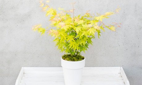 Japanischer Ahorn ‘Orange Dream’: 1