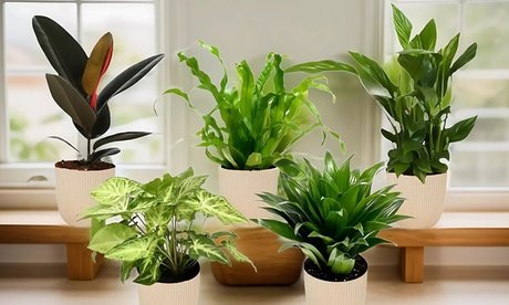 Thumbnail - 5er-Set Zimmerpflanzen