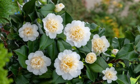 Japanische Rose (Camellia Japonica): 1x