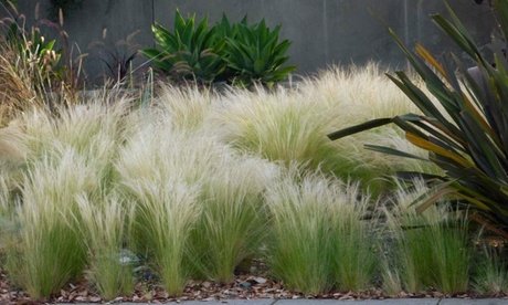Federgras (Stipa tenuissima): 4x