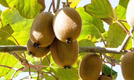 Kiwi-Pflanzen: 3