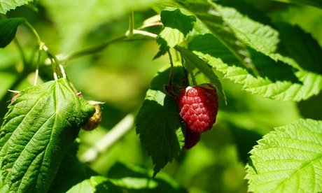 Beeren-Pflanzen: Rote Johannisbeeren / 2