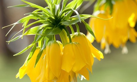 Kaiserkrone: Fritillaria Lutea (gelb)