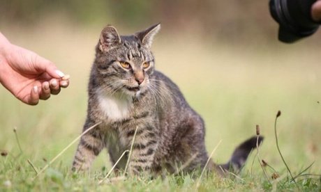 Für 2 Erwachsene: 120 Min. Auszeit mit Tieren