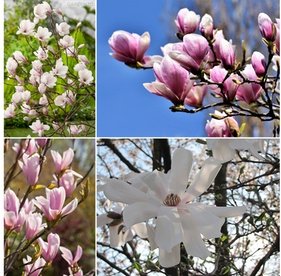 Magnolien: 3 / Soulangeana