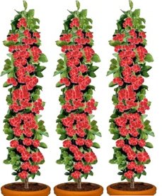 Beerenpflanzen: 3 / Himbeerpflanzen