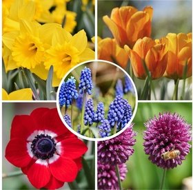 Blumenzwiebeln: 125 / Blumenzwiebeln aus Niederlanden