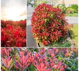 Photinia Glanzmispel-Pflanzen Red Robin: 6