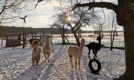 Für bis zu 5 Personen: 2 Std. Alpaka-Parcouring auf der Weide