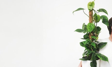 Kletter-Philodendron (Philodendron scandens) inkl. Moosstab