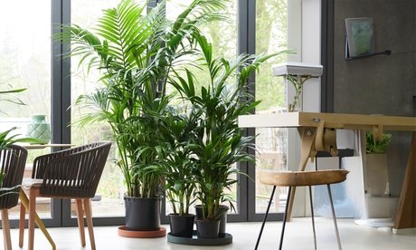 Kentiapalme XXL Howea Forsteriana : 2