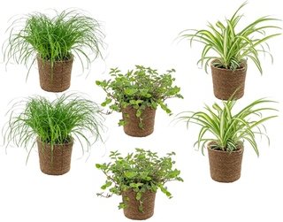 3er- oder 6er-Set haustierfreundliche Zimmerpflanzen inkl. Korb: 6