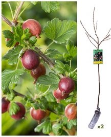 2er-Set Rote Stachelbeeren Hinnonmäki Röd