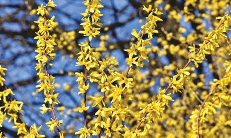 Ziersträucher: 8er-Set