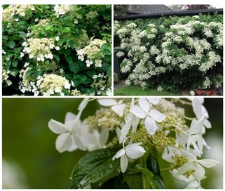 Kletterhortensie „Petiolaris“: 8