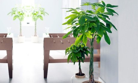 2er-Set Glückskastanie Pachira Aquatica