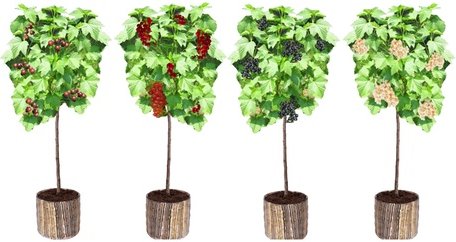 Beeren: Rote Stachelbeere / 2er-Set