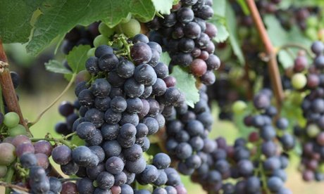 Rebpflanzen: 6er-Set