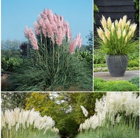 Pampasgras: 6 / 3x Weiß und 3x Pink
