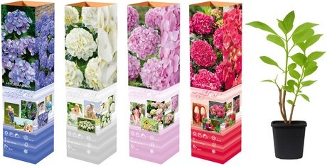 3er- oder 6er-Set Hortensien: 3 / Weiß