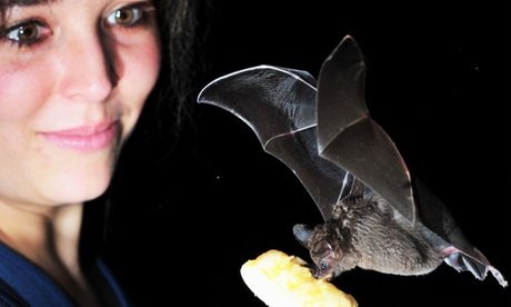 Für 2 Erwachsene & 2 Kinder: Eintritt für die Fledermaus-Erlebnisausstellung inkl. Getränk nach Wahl