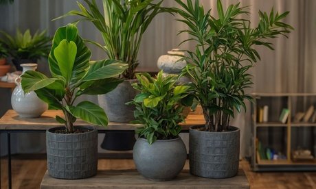 4er-Set pflegeleichte Zimmerpflanzen
