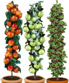 3x XXL-Obstbäume Apfel Birne und Kirsche