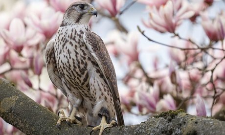 für 2 Personen: 60 Min. Exklusives VIP-Falkner-Erlebnis