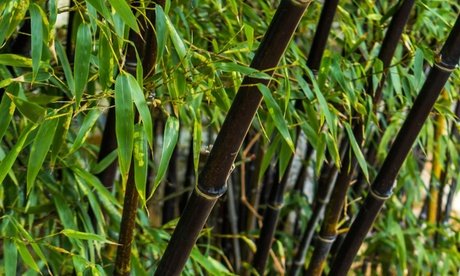 Schwarzer Bambus: 3