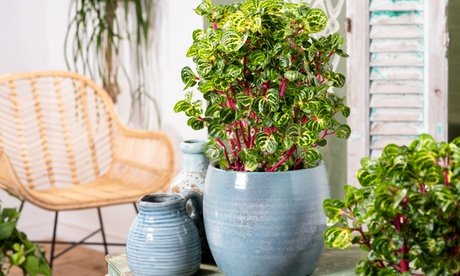 Iresine Herbstii: Gelb / 1