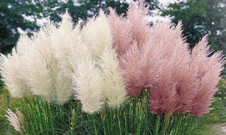 Pampasgras: 6 / 3x Weiß und 3x Pink