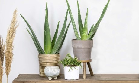 2er-Set Aloe Vera Pflanzen (Barbadensis)