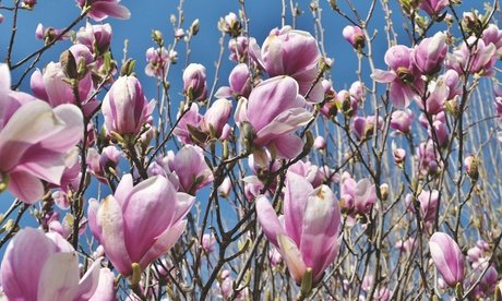 Magnolien: 3 / jede Sorte einmal