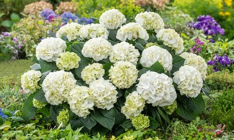 3er- oder 6er-Set Hortensien: 3 / Rosa