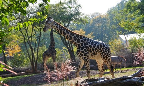 Für 2 Personen: Tageskarte Zoo Magdeburg
