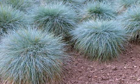 Schafschwingel „Elijah Blue“: 4er-Set