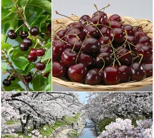 3x XXL-Kirschbaum „Kordia