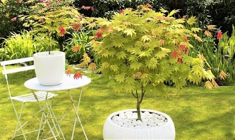 Japanischer Ahorn: 1 / Japanischer Ahorn Starfish