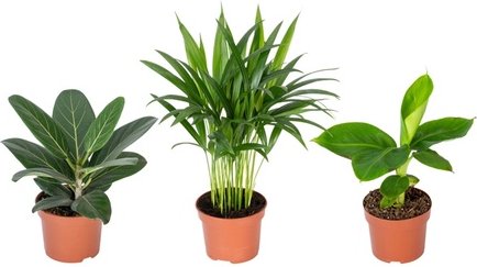 3er-Set orientalische Zimmerpflanzen